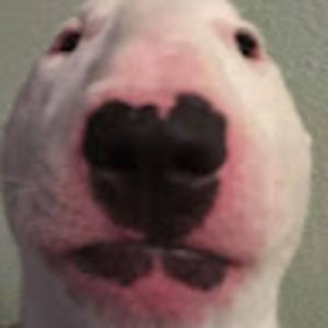 Meet your Posher, Jackson